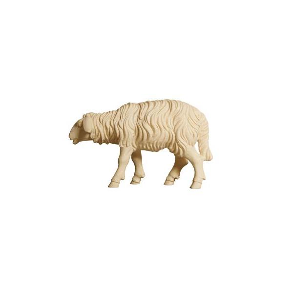 ZI Schaf stehend vorwärtsschauend - natur